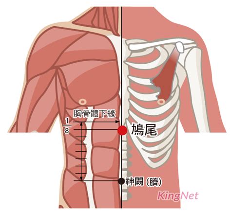 鳩尾穴位置|針灸學/鳩尾穴